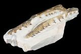 Associated Fossil Mosasaur (Tethysaurus) Jaws - Asfla, Morocco #180853-6